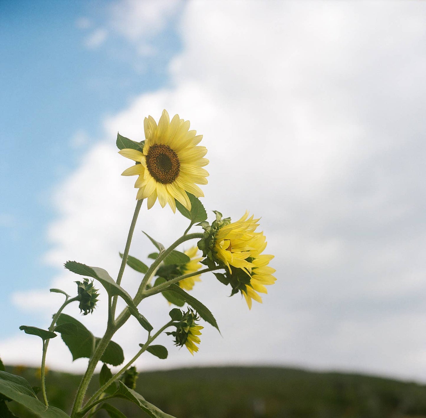 Spring Lemon Queen Sunflower Garden Seeds