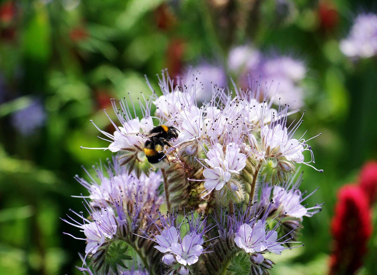 Spring Purple Tansy Pollinator Garden Seeds