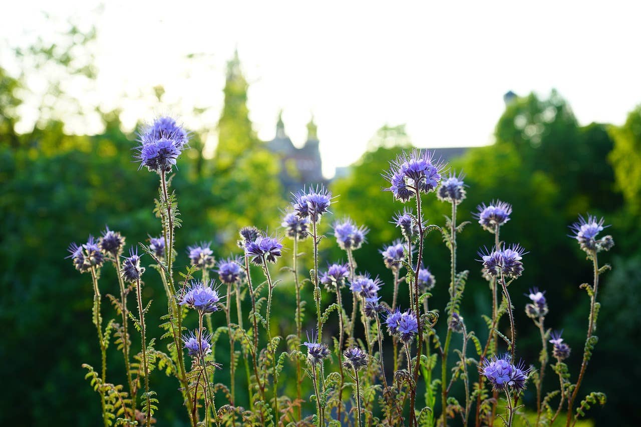 Spring Purple Tansy Pollinator Garden Seeds